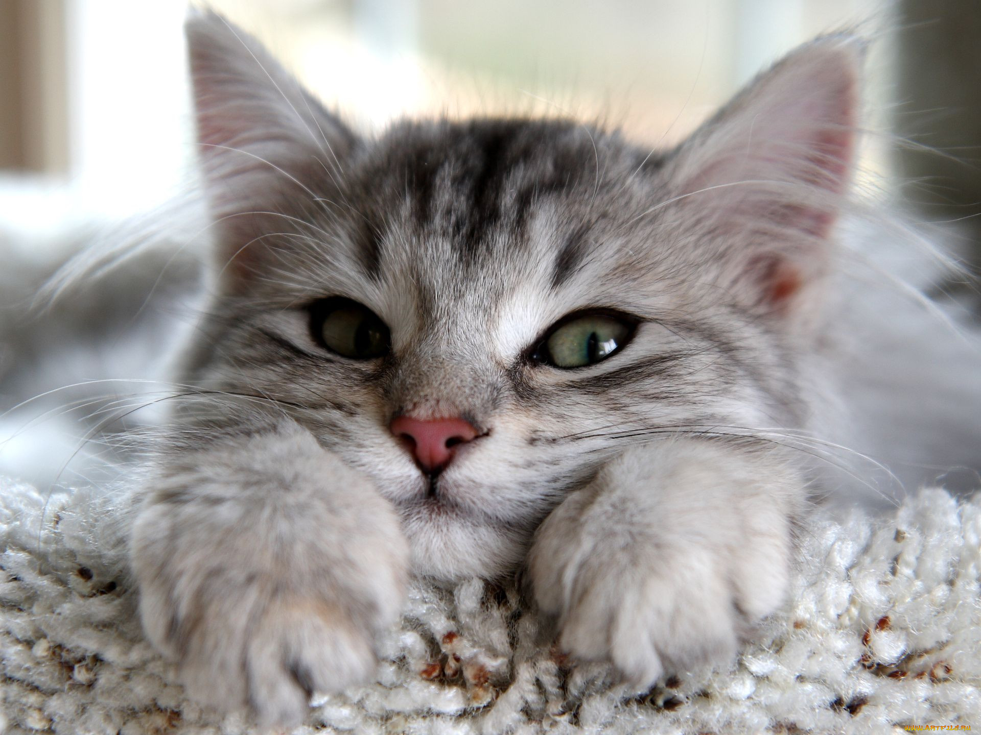 , , cat